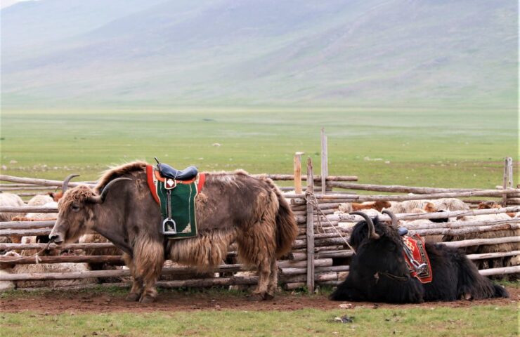 ac-yak-herders5-1024x683